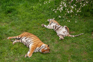 Tigers