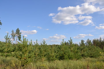 Beautiful forest landscape