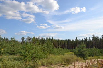 Beautiful forest landscape