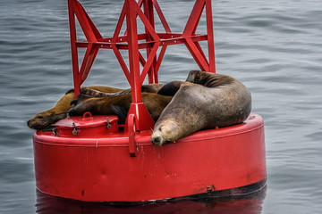 Sea LIons having a nap on a navigational buoy in Alaska Inside Passage