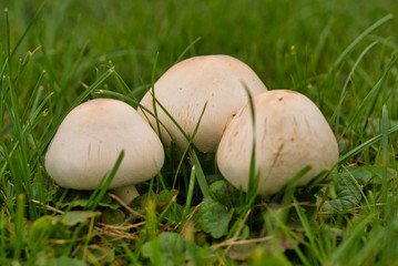 Wiesenchampignons im Dresdner Großen Garten