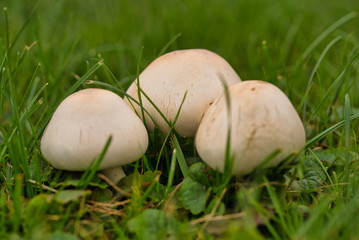Wiesenchampignons im Dresdner Großen Garten