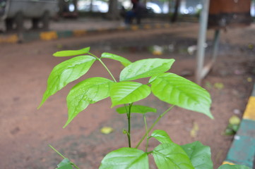 Young Plant in Soil