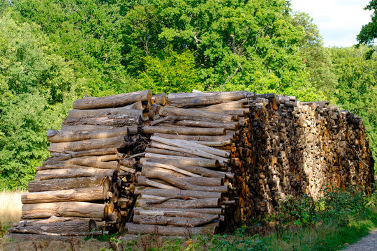 Wood logs in forest