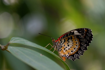 Butterfly on leaf.
