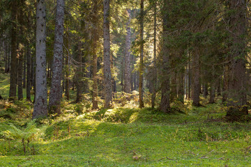 Morning sunrise light in European alps spruce forest