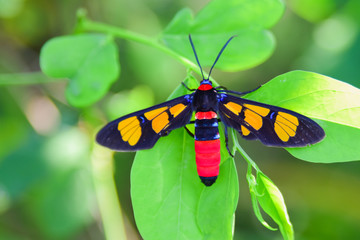 Euchromiidae - One of the rare and colorful butterfly species.