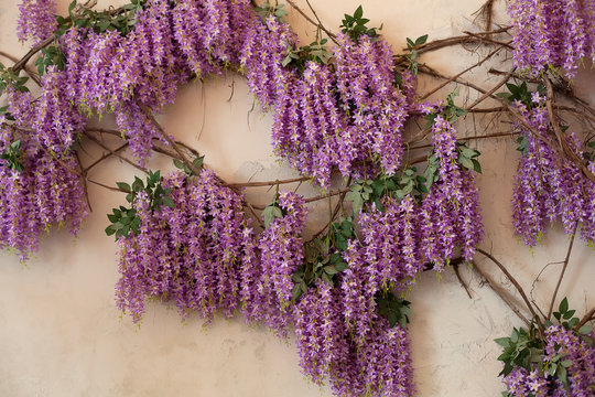 Flowering Wisteria plants on house wall background. Natural home decoration with flowers of Chinese Wisteria. Beautiful fresh purple wisteria flowers blooming in spring garden. Wisteria tree.