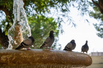 Badende Tauben im Brunnen