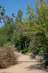Blühender Weg durch einen Park