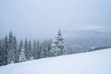 Winter mountains powder slope. Carpathians hill snow covered