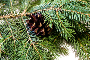 Branches of spruce and cones. So their fragrance is felt. Great backgrounds and textures for your holiday. Merry Christmas and Happy New Year. Happy 2020!
