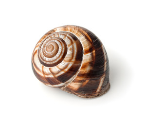 Land snail shell