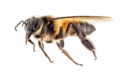 close up shot on honey bee isolated