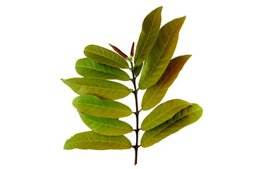 Picara leaves on isolate white background,Close up top view.