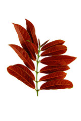 Picara leaves on isolate white background,Close up top view. - obrazy, fototapety, plakaty