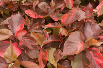 Red foliage plant. Tropic leaves background.