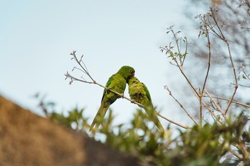 Portrait of Green Pionus in Nature
