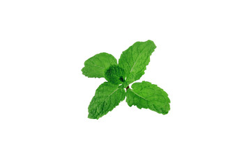 Naklejka na ściany i meble Close up fresh mint leaves isolated on white background.
