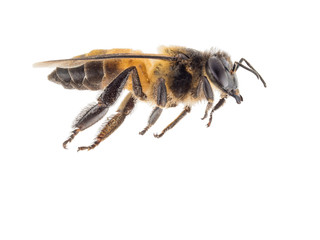close up shot on honey bee isolated