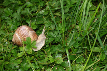 Weinbergschnecke