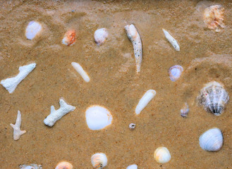 sea shells on the beach