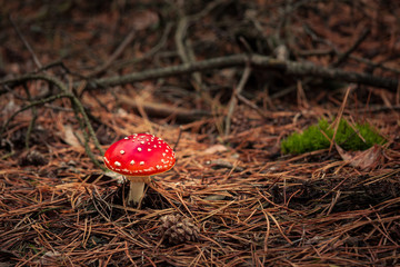 Muchomor czerwony  © Mariusz Stoszewski