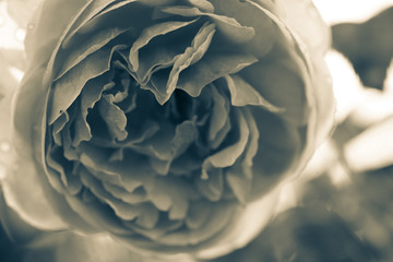 close up at to seamless rose flower sweet petal background with black and white filter