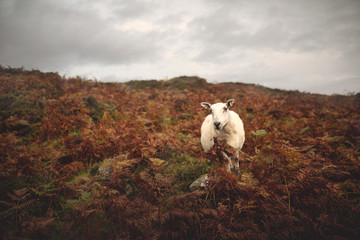 Fototapeta na wymiar Scottish sheep