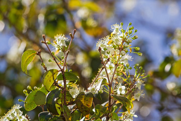 Flor da Pitangueira IMG_6228