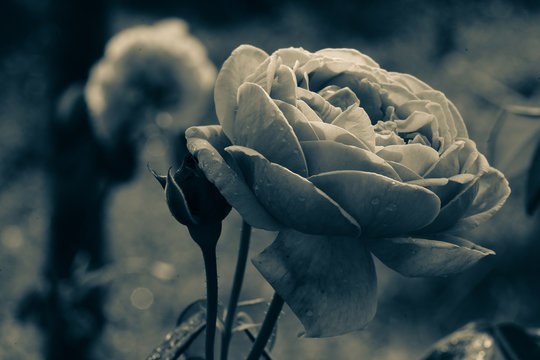 close up at to seamless rose flower sweet petal background with black and white filter