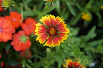 flowers, red, yellow, purple, blooms, blossoms, macro, closeup