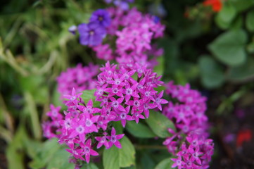 Obraz premium flowers, red, yellow, purple, blooms, blossoms, macro, closeup
