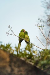Portrait of Green Pionus in Nature © Ana