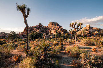 Joshua Tree National Park is an American national park in California, east of Los Angeles. The park is named for the Joshua trees native to the Mojave Desert. Tourism, travel USA, beautiful landscape