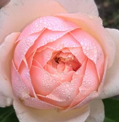 Rose "Yours in Continued Friendship"