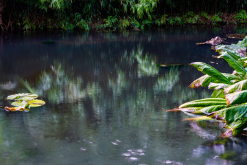 Reflections in a rainy lilly pond