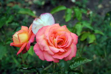 pink rose on a background of green leaves on a natural rose bush in the garden
