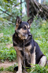 Sad dog The chain and fetters are not to anyone's joy. She is waiting for her master. Love your animals. We are responsible for those whom we tamed!