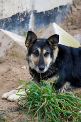 Sad dog The chain and fetters are not to anyone's joy. She is waiting for her master. Love your animals. We are responsible for those whom we tamed!