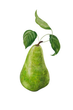 pear isolated on white background. Hand painted watercolor realistic green pear with shadow isolated on white background. Season summer and autumn fruit.