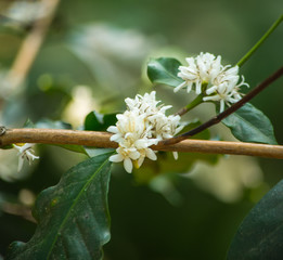 Beautiful Coffee Flower on Tree