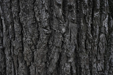 Obraz premium Tree bark, background. Old Wood Tree Texture Background Pattern