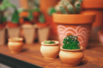 Market of flowers, mini cactus in pots shelves sold
