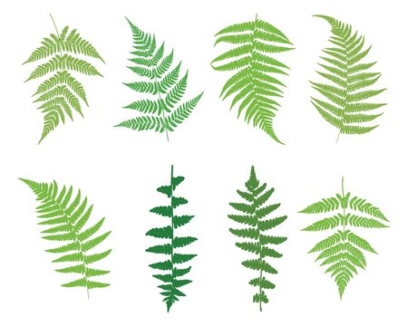 Set of fern leaves. Green ferns on a white background. Vector illustration.