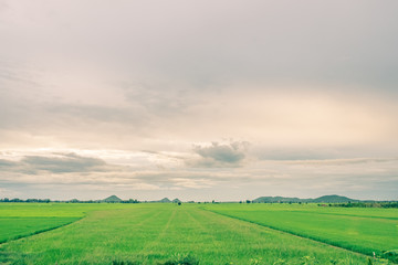 Fototapeta premium Green fields in open spaces