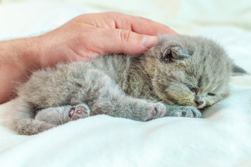 little kitten in a hand