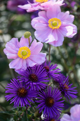 Fototapeta premium Herbstanemone in Pink und Raublatt-Aster in Lila