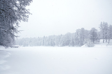 Fototapeta premium Tranquil winter landscape with snow covered trees in park during heavy snowfall. 