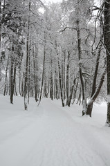 Tranquil winter landscape with snow covered trees in park during heavy snowfall. 